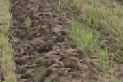 【海外の反応】水田に数千羽のアヒル投入→害虫駆除も除草もして最後は食肉に