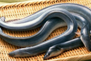 便秘治療で肛門に生きたウナギを挿れた男、死にかけるｗｗｗｗｗ