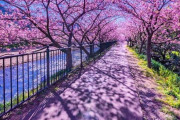 海外「なんて美しいんだ・・・これが見れるなんて羨ましいよ」静岡の桜が海外で話題に！