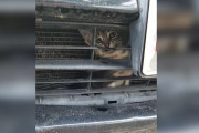 【海外】赤ちゃんの泣き声に導かれた男性、トラックのグリルに挟まったふわふわの赤ちゃんを発見！