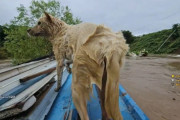 韓国人「豪雨に流された犬を救出、生配信で称賛の嵐…」