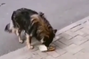 千の言葉よりもひとつの行動で示す。マックのナゲットを野良犬にあげようとすると・・・。海外の反応