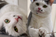 【海外】「獣医クリニックで全力アピールする猫、愛のある新しい家を探す旅」