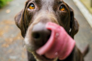 犬に舐められただけの男性が死亡、感染症で全身の皮膚が腐り始めて...