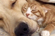 海外「人間には動物から学ぶことがたくさんある」ゴールデンレトリバーと子ネコの仲良し動画に反響（海外の反応）