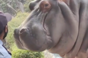 こんなに近くで見られる動物園ある？危険すぎる脱走寸前のカバ。海外の反応