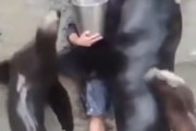 海外「涙が出た・・・」人間への愛情を表現する動物たちの動画が海外で反響！　海外の反応