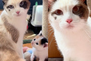 【海外】小さな鳴き声が導いた！猫と子猫たちの運命が変わる感動の物語