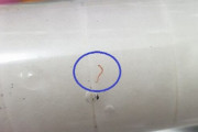 「妊娠した妻が飲んだ」…仁川市の幼虫水道水に市民が激怒、責任者懲戒要求請願に7000人以上が署名＝韓国の反応
