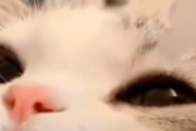 こいつは俺より利口で落ち着いてる。目薬を注すのをじっと我慢できる猫ちゃん。海外の反応