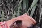【画像】オフロード犬
