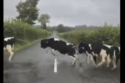 白線は踏まない主義！な牛たちの道路横断