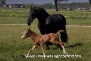 子供を失くした母馬のところにママのいない仔馬がやってきた。そして2頭は本当の親子のように…