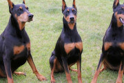 外国人「白人が飼ってそうな犬種といえば何になるんだろう？」