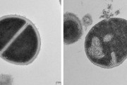 【海外】免疫システムの新たな謎が解明！科学者たちが発見した驚きの新機能とは？