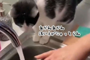 それじゃ汚れが落ちんのにゃ！猫が自ら肉球を差し出し、洗い物を手伝う