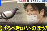 【衝撃】韓国人「日本の動物愛護、方向性ぶっ飛びすぎて草」→まさかの展開に驚き！