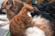 「このモフモフ揉み甲斐があるニャン」ロングコートシェパードのお腹をマッサージしてあげる猫さん！