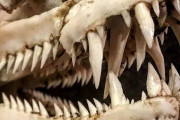 外国人「恐ろしい魚の骨を集めて25年、渾身のコレクションを見せていく」