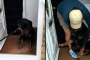 おばあちゃん家がいい！自宅に帰るのを断固拒否するロットワイラー犬