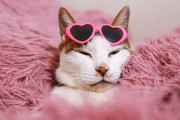 【海外】ユーモラスで愛らしい！猫の面白い名前36選：ツナ・ターナーからキティ・スモールズまで