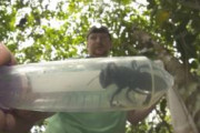 【衝撃映像】インドネシアで、絶滅疑いの世界最大のハチが発見される。←もし刺されたらどうなるんだろう