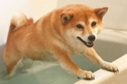 海外「勇気ある柴犬だな。あんな風に湯に浸かるなんて」いいワンコの洗い方を解説した動画が話題に（海外の反応）