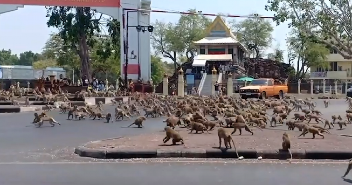 タイで猿が暴徒化　コロナでエサをくれる観光客がいないため世紀末 | 海外の反応アンテナ