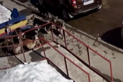 うわこのねこつよすぎる。大勢の犬に囲まれても動じずに追い払ってしまう最強猫。海外の反応