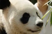 中国人「東京から中国に戻ってきたら禁断症状がひどすぎる」　中国人「副流煙、痰、騒音がすべて戻ってきた」「清潔で秩序ある伝統を保っている」
