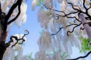 海外「どうして日本にはクールな木があるんだ！」藤の花の美しさに外国人が感激！