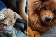 外国人「保護されて幸せになった犬のビフォー＆アフターを見せていく！」