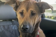不安と緊張で壁ばかり見つめていた保護犬が、だんだんと新しい家族に心を開くまで