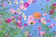 虫目線から撮影された日本のコスモスの花が美しいと話題に（海外の反応）