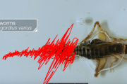 コオロギを生きたまま体内から捕食、そして脳をコントロールする寄生虫…（閲覧注意） 海外の反応