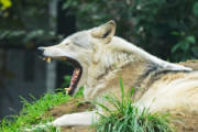 今は亡き！？伝説の日本のオオカミについて　海外の反応