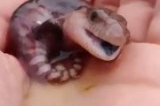 やあ　繁殖　爬虫類
