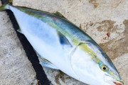 韓国人「世界のみんなって魚だったら何が一番好きなの？」