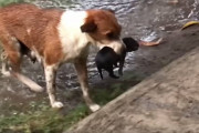 雨が降ってきて子犬達がずぶ濡れに…→母犬が一匹づつ屋根のある場所まで移動