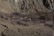 【海外】「草むらで見つけた小さな顔、弱々しい赤ちゃんたちが隠れていた驚きの瞬間」