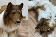【海外】「本物にしか見えない」動物になりたいという願いを叶えた日本人のリアルすぎる犬の着ぐるみがヤバすぎるww