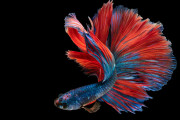 【海外】水槽を華やかに！魅力的なカラフル魚10選