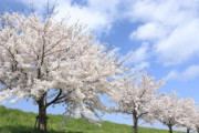 韓国人「桜の起源について堂々と嘘をつく韓国の公営放送をご覧ください」