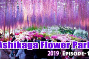 海外「日本は本当にきれいな国だね！」日本にある藤の花の絶景が美しいと話題（海外の反応）