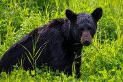 フロリダの警察が「落ち込んだ」クロクマとの自撮りを止めるよう呼びかけ