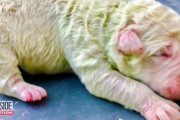 イタリアで緑の毛を持つ珍しい子犬が産まれる！