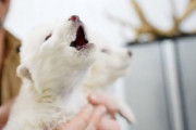 【海外】絶滅した巨大オオカミが復活！夢のような世界初の成功事例とは？