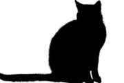「預かった猫で本気の撮影をした…満足できる写真が撮れた」
