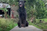 亡くなってしまった飼い主さん宅の坊やのお墓から離れない犬に涙