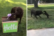 箱からラブラドールの子犬がこんにちは！出会った瞬間から意気投合して遊ぶ2匹のワンちゃんたちに癒される～
